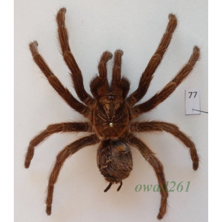 Spider ex. ovo +95mm77